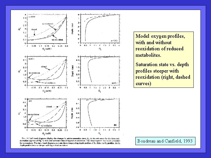 Model oxygen profiles, with and without reoxidation of reduced metabolites. Saturation state vs. depth