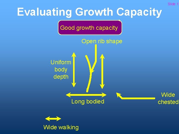 Evaluating Growth Capacity Slide 12 Good growth capacity Open rib shape Uniform body depth