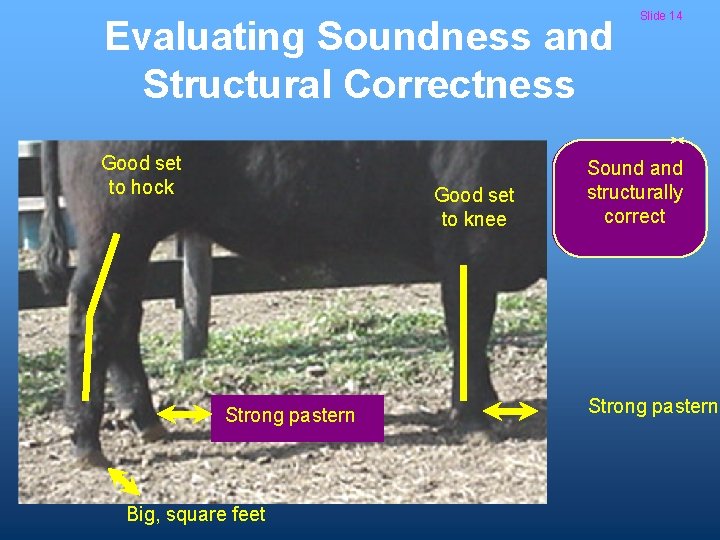 Evaluating Soundness and Structural Correctness Good set to hock Good set to knee Strong