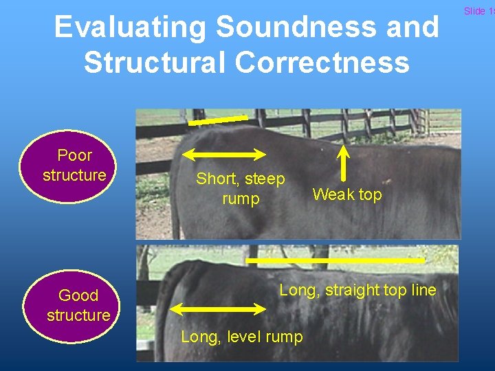 Evaluating Soundness and Structural Correctness Poor structure Good structure Short, steep rump Weak top