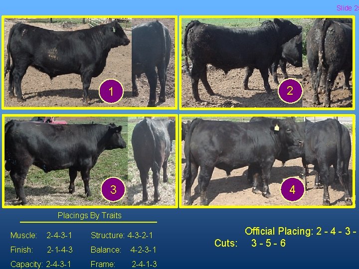 Slide 25 1 2 3 4 Placings By Traits Muscle: 2 -4 -3 -1