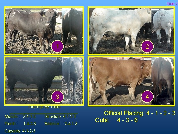 Slide 27 1 2 3 4 Placings By Traits Muscle: 2 -4 -1 -3