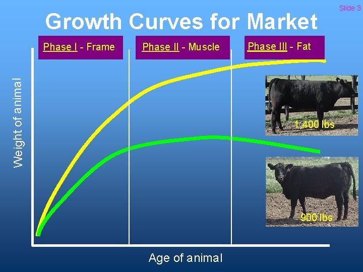 Weight of animal Growth Curves for Market Phase I - Frame Phase II -