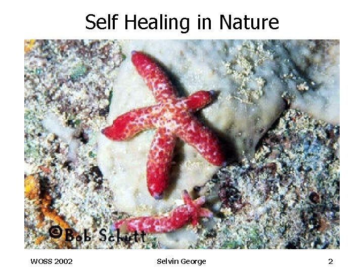 Self Healing in Nature WOSS 2002 Selvin George 2 