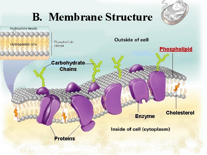 B. Membrane Structure Phospholipid Carbohydrate Chains Enzyme Proteins Cholesterol 