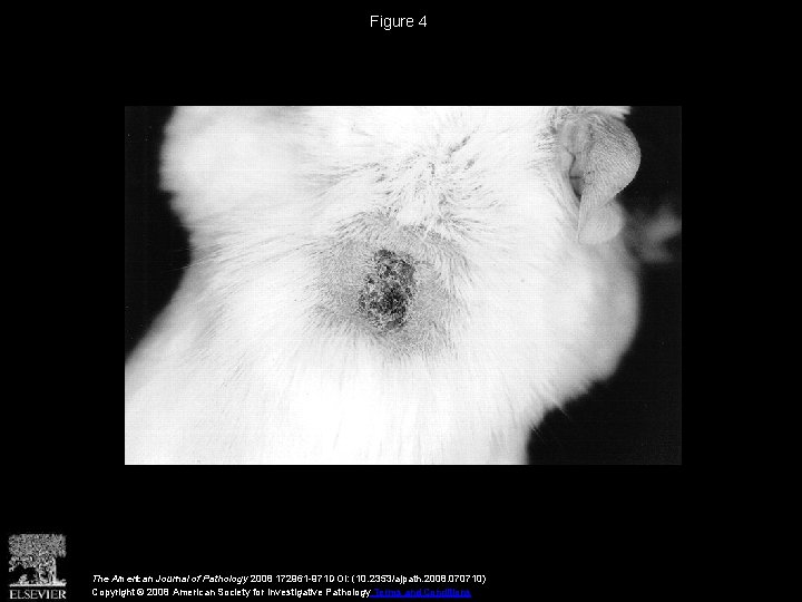 Figure 4 The American Journal of Pathology 2008 172961 -971 DOI: (10. 2353/ajpath. 2008.