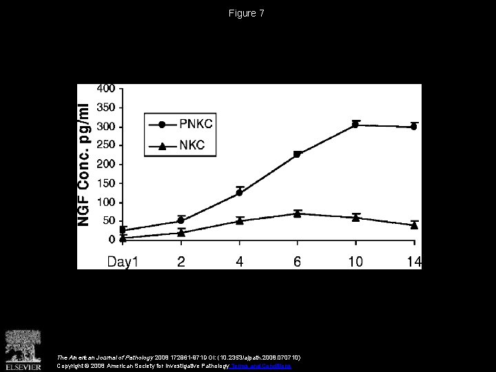 Figure 7 The American Journal of Pathology 2008 172961 -971 DOI: (10. 2353/ajpath. 2008.