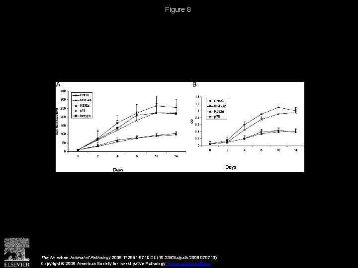 Figure 8 The American Journal of Pathology 2008 172961 -971 DOI: (10. 2353/ajpath. 2008.