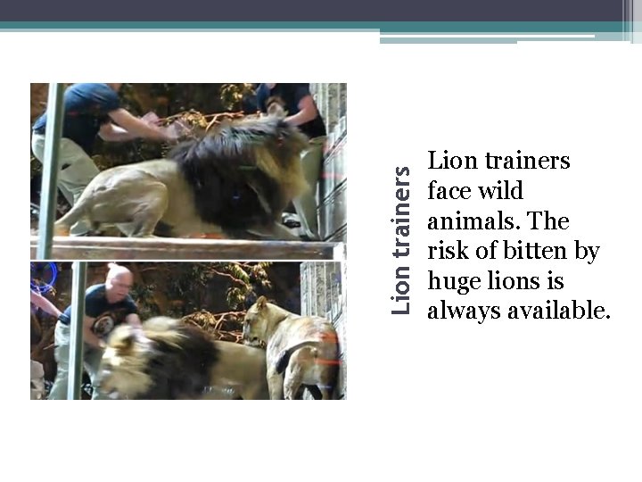 Lion trainers face wild animals. The risk of bitten by huge lions is always