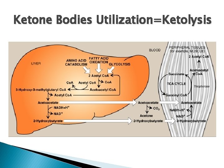 Ketone Bodies Utilization=Ketolysis 