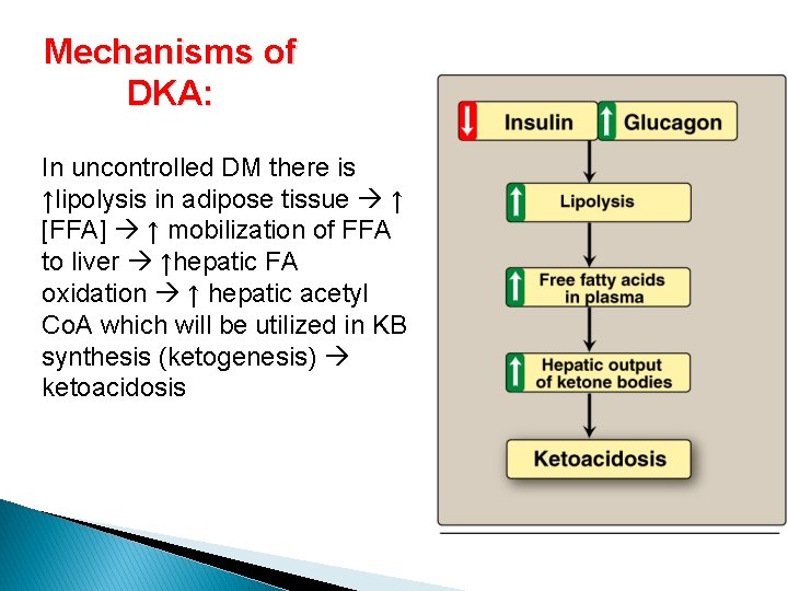 Mechanisms of DKA: In uncontrolled DM there is ↑lipolysis in adipose tissue ↑ [FFA]