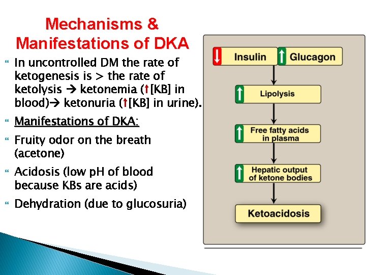 Mechanisms & Manifestations of DKA In uncontrolled DM the rate of ketogenesis is >