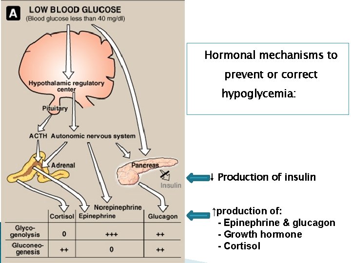 Hormonal mechanisms to prevent or correct hypoglycemia: ↓ Production of insulin ↑production of: -