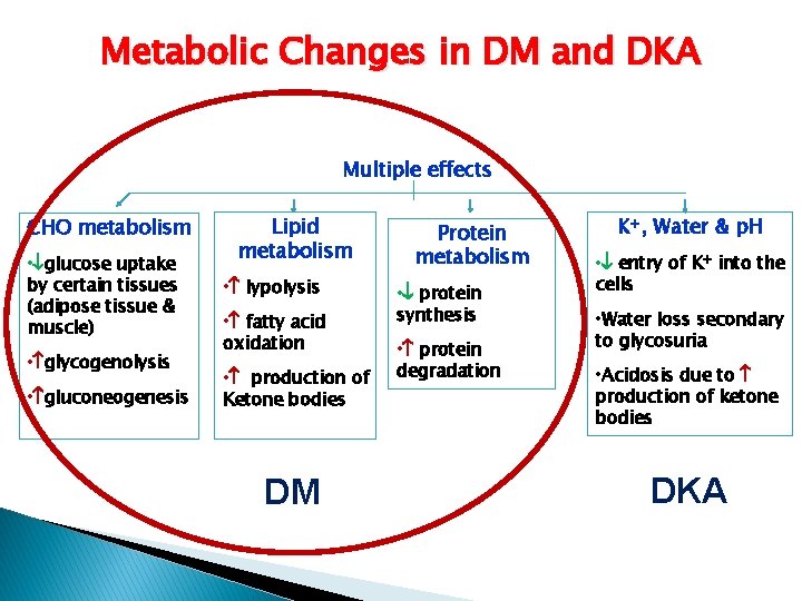 Metabolic Changes in DM and DKA Multiple effects CHO metabolism • glucose uptake by