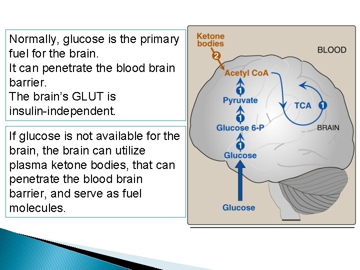 Normally, glucose is the primary fuel for the brain. It can penetrate the blood