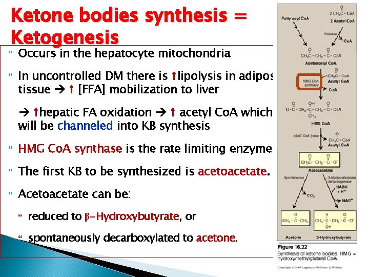 Ketone bodies synthesis = Ketogenesis Occurs in the hepatocyte mitochondria In uncontrolled DM there