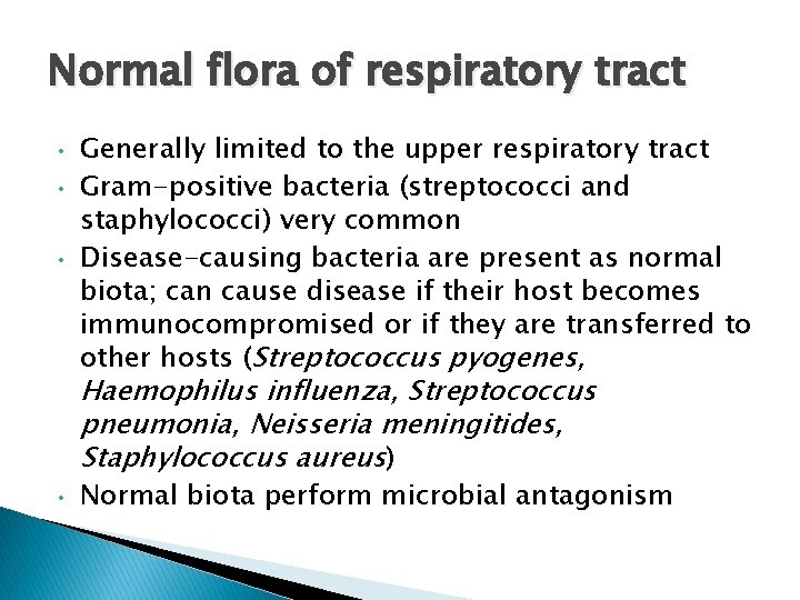 Normal flora of respiratory tract • • • Generally limited to the upper respiratory