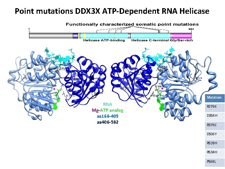 Point mutations DDX 3 X ATP-Dependent RNA Helicase Mutation RNA Mg-ATP analog aa 166