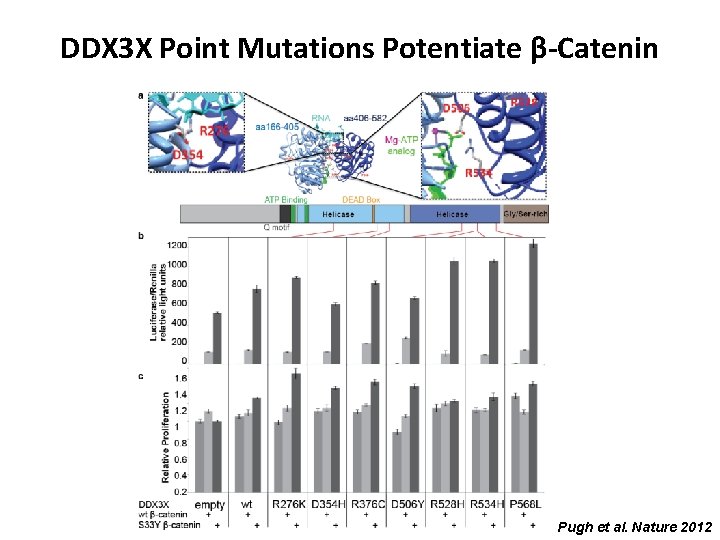 DDX 3 X Point Mutations Potentiate β-Catenin Pugh et al. Nature 2012 