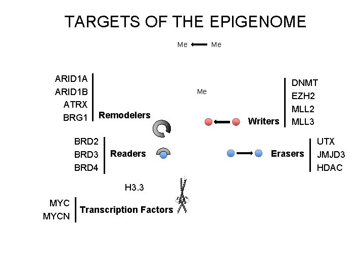 TARGETS OF THE EPIGENOME Me ARID 1 A ARID 1 B ATRX BRG 1