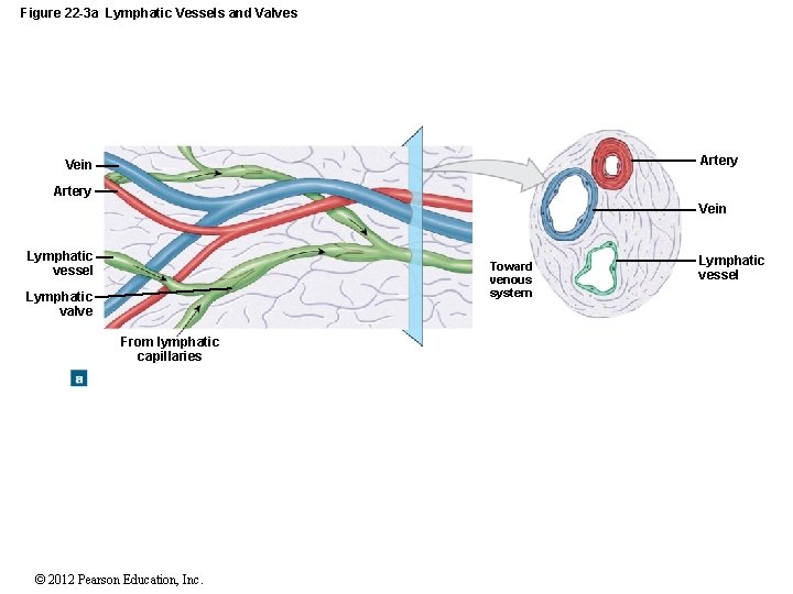 Figure 22 -3 a Lymphatic Vessels and Valves Artery Vein Lymphatic vessel Toward venous