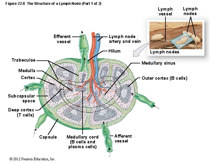 Figure 22 -8 The Structure of a Lymph Node (Part 1 of 2) Lymph