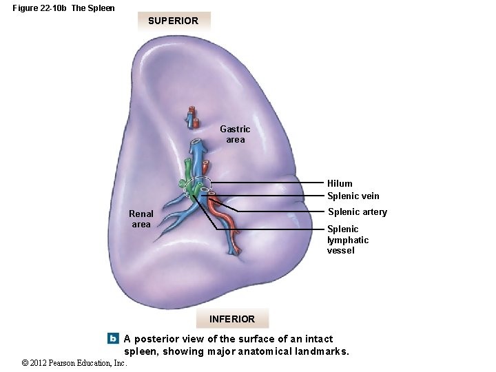 Figure 22 -10 b The Spleen SUPERIOR Gastric area Hilum Splenic vein Splenic artery