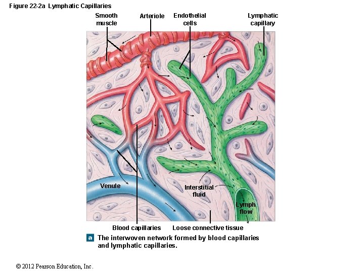 Figure 22 -2 a Lymphatic Capillaries Smooth muscle Arteriole Venule Endothelial cells Lymphatic capillary