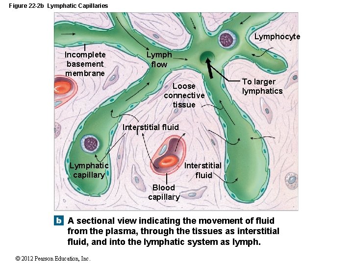 Figure 22 -2 b Lymphatic Capillaries Lymphocyte Incomplete basement membrane Lymph flow Loose connective