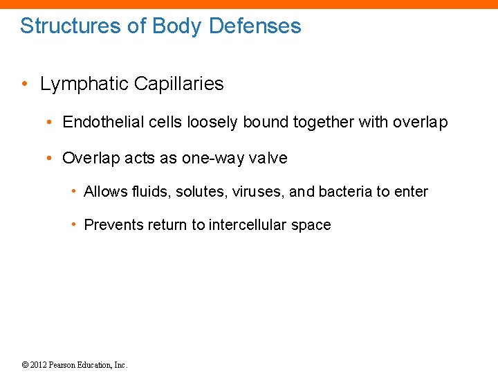 Structures of Body Defenses • Lymphatic Capillaries • Endothelial cells loosely bound together with