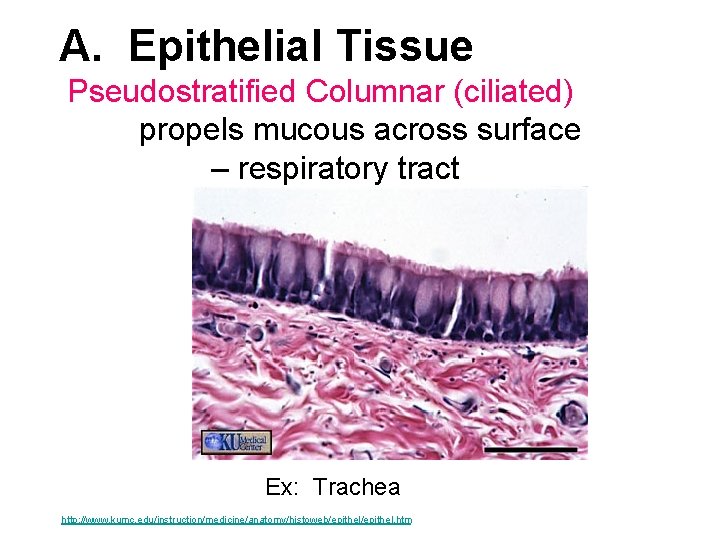 A. Epithelial Tissue Pseudostratified Columnar (ciliated) propels mucous across surface – respiratory tract Ex: