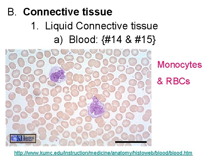 B. Connective tissue 1. Liquid Connective tissue a) Blood: {#14 & #15} Monocytes &