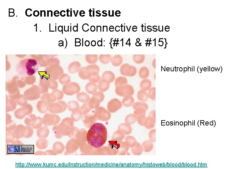 B. Connective tissue 1. Liquid Connective tissue a) Blood: {#14 & #15} Neutrophil (yellow)