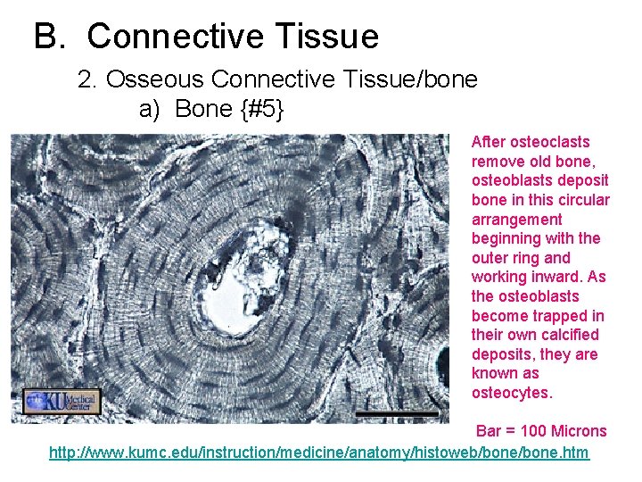B. Connective Tissue 2. Osseous Connective Tissue/bone a) Bone {#5} After osteoclasts remove old