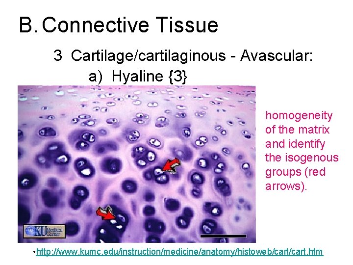 B. Connective Tissue 3 Cartilage/cartilaginous - Avascular: a) Hyaline {3} homogeneity of the matrix