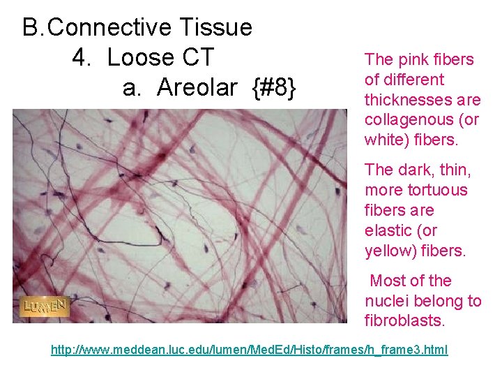 B. Connective Tissue 4. Loose CT a. Areolar {#8} The pink fibers of different
