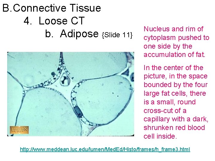 B. Connective Tissue 4. Loose CT b. Adipose {Slide 11} Nucleus and rim of