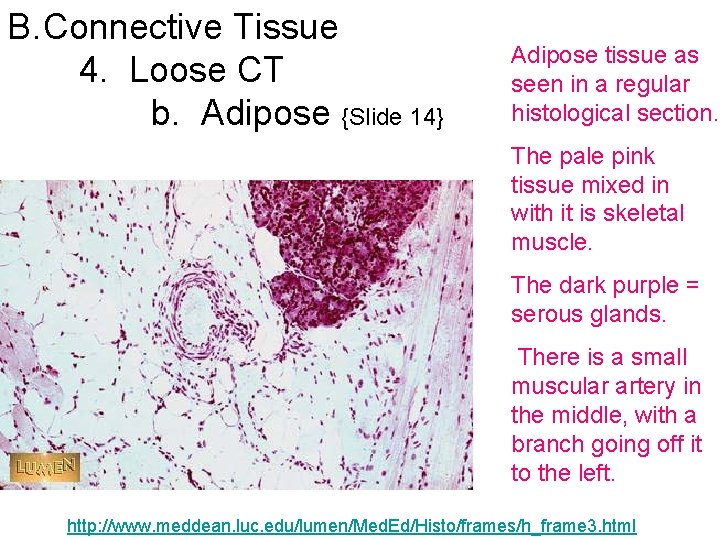 B. Connective Tissue 4. Loose CT b. Adipose {Slide 14} Adipose tissue as seen