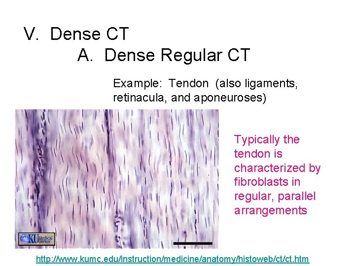 V. Dense CT A. Dense Regular CT Example: Tendon (also ligaments, retinacula, and aponeuroses)
