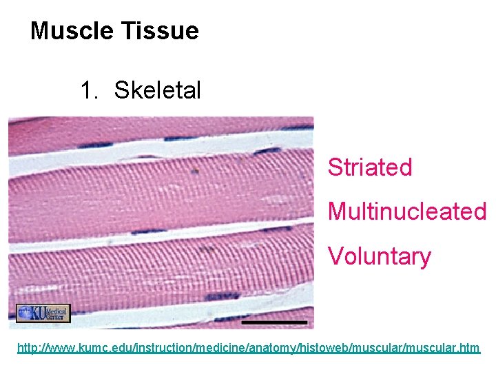 Muscle Tissue 1. Skeletal Striated Multinucleated Voluntary http: //www. kumc. edu/instruction/medicine/anatomy/histoweb/muscular. htm 