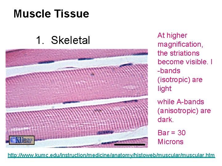 Muscle Tissue 1. Skeletal At higher magnification, the striations become visible. I -bands (isotropic)