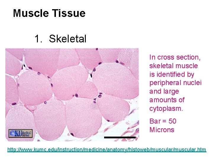 Muscle Tissue 1. Skeletal In cross section, skeletal muscle is identified by peripheral nuclei
