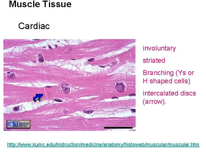 Muscle Tissue Cardiac involuntary striated Branching (Ys or H shaped cells) intercalated discs (arrow).