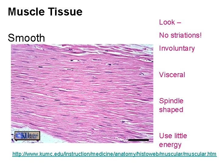 Muscle Tissue Look – Smooth No striations! Involuntary Visceral Spindle shaped Use little energy