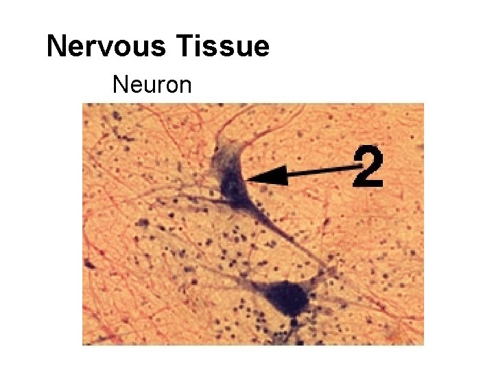 Nervous Tissue Neuron 