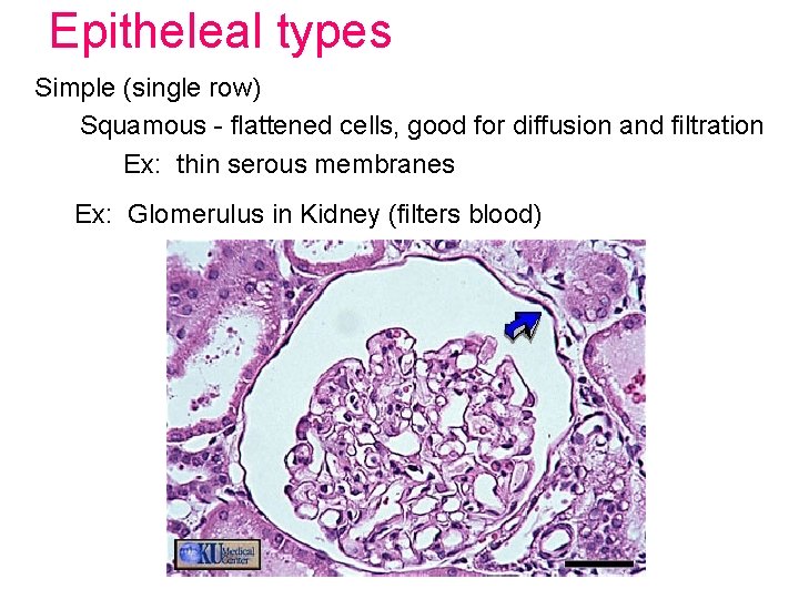 Epitheleal types Simple (single row) Squamous - flattened cells, good for diffusion and filtration