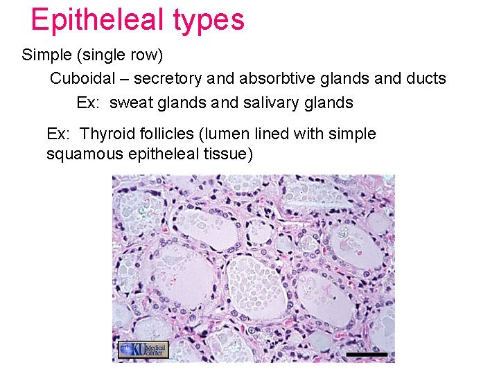 Epitheleal types Simple (single row) Cuboidal – secretory and absorbtive glands and ducts Ex: