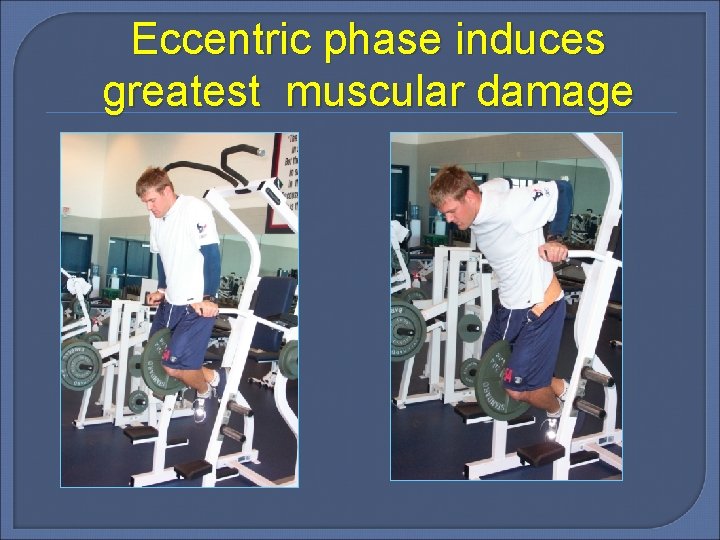 Eccentric phase induces greatest muscular damage 