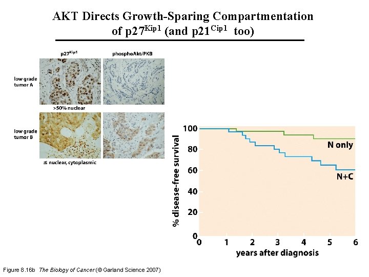 AKT Directs Growth-Sparing Compartmentation of p 27 Kip 1 (and p 21 Cip 1