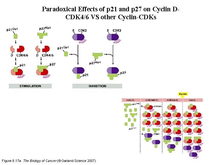 Paradoxical Effects of p 21 and p 27 on Cyclin DCDK 4/6 VS other